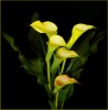 Elegant Lillies 